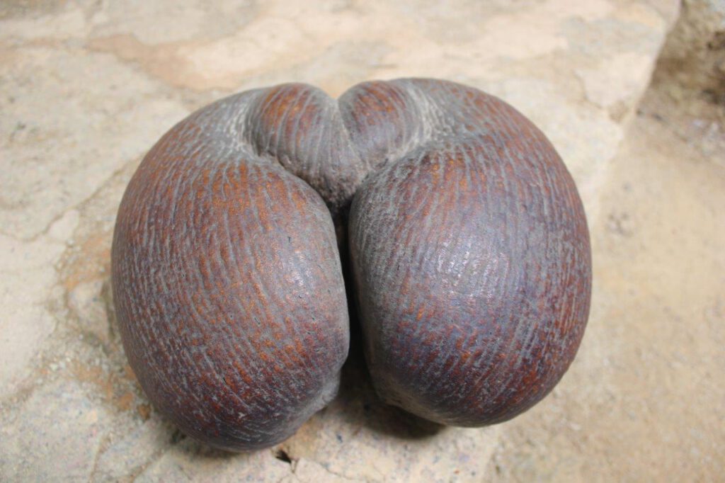 Vrucht van de Coco de Mer-palm