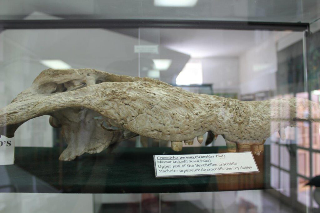Schedels van krokodillen op de Seychellen