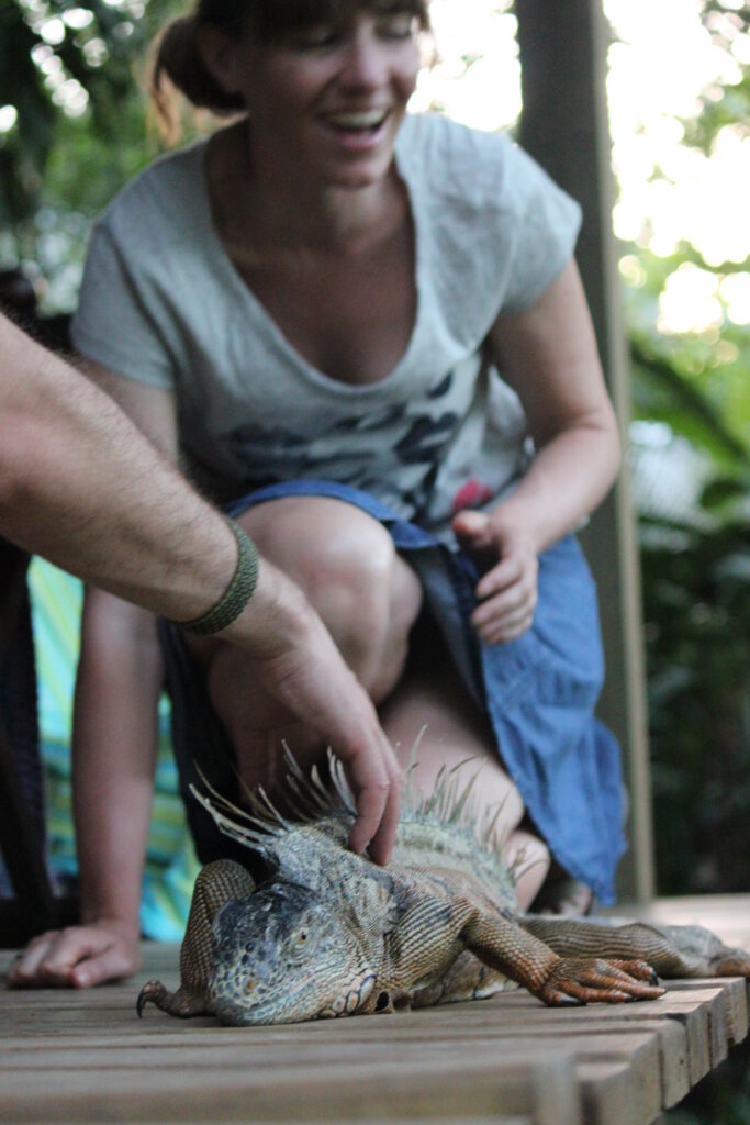 Leguaan bij Parrot Nest lodge in Belize