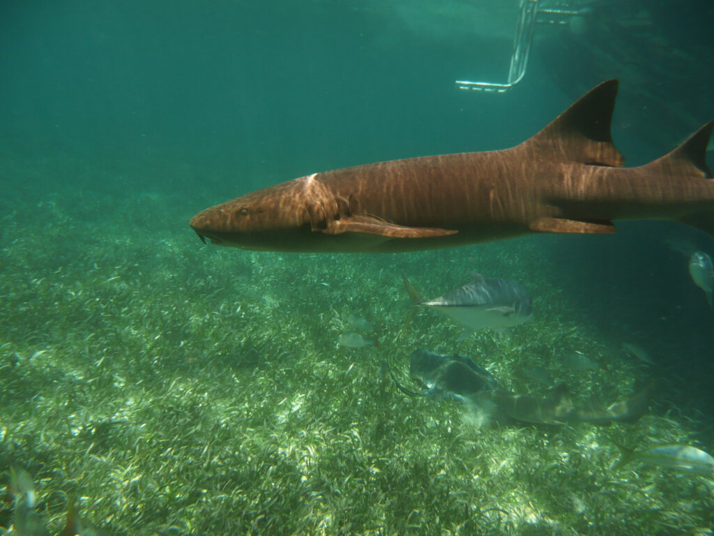 Snorkelen met verpleegsterhaai in Belize