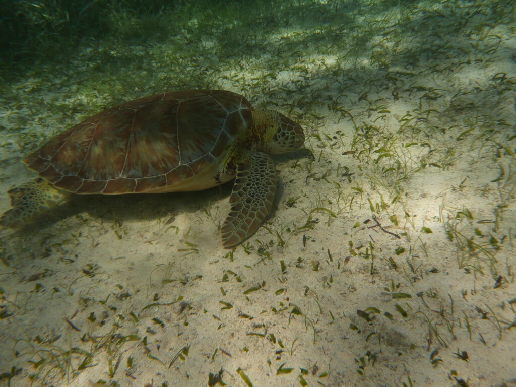 Snorkelen met een zeeschildpad in Belize