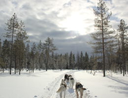 Huskysafari wintersport Finland