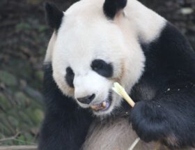 Panda's kunnen niet ontbreken tijdens een rondreis door China