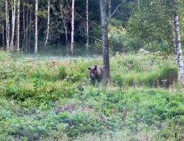 Een beer zien vanuit een bear-hide in Estland