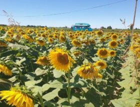 Als digital nomad in Frankrijk reizen met een camperbus door een zonnebloemenveld