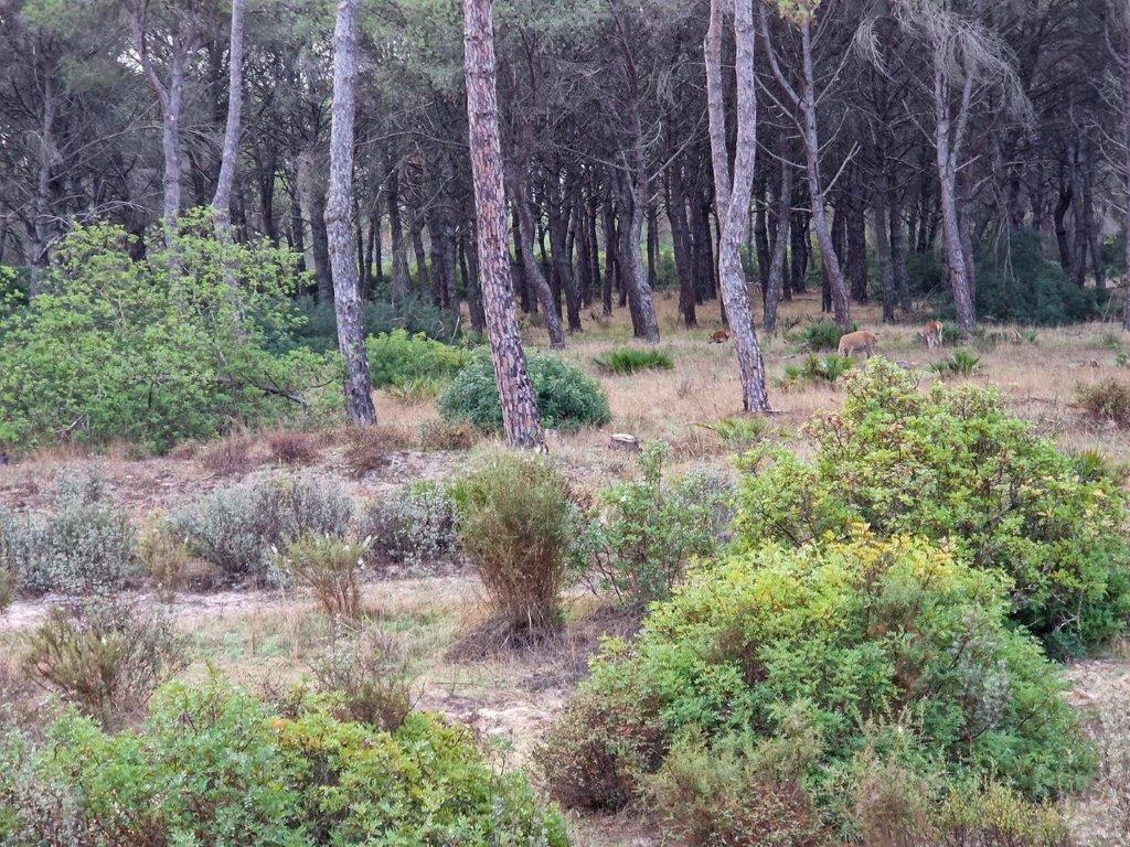 Herten spotten in Nationaal Park De Doñana in Spanje