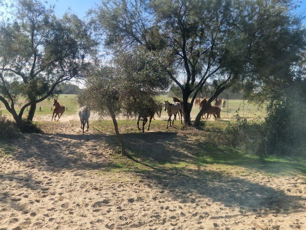 Kudde paarden op de grens tussen El Rocio en De Donana NP