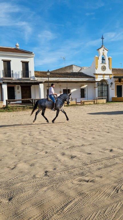 Paard in El Rocio Andalusië