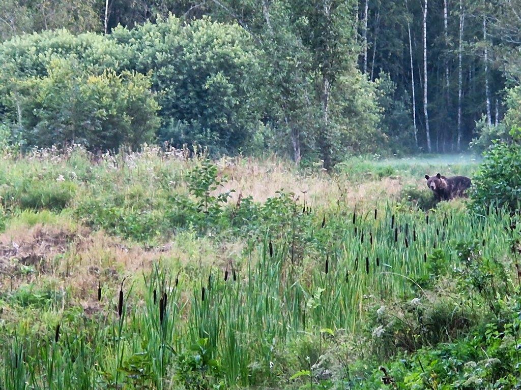Wilde beer in het veld bij Natourest in Estland