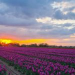 Tulpenvelden in Limmen Noord-Holland