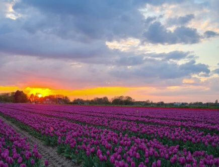 Tulpenvelden in Limmen Noord-Holland