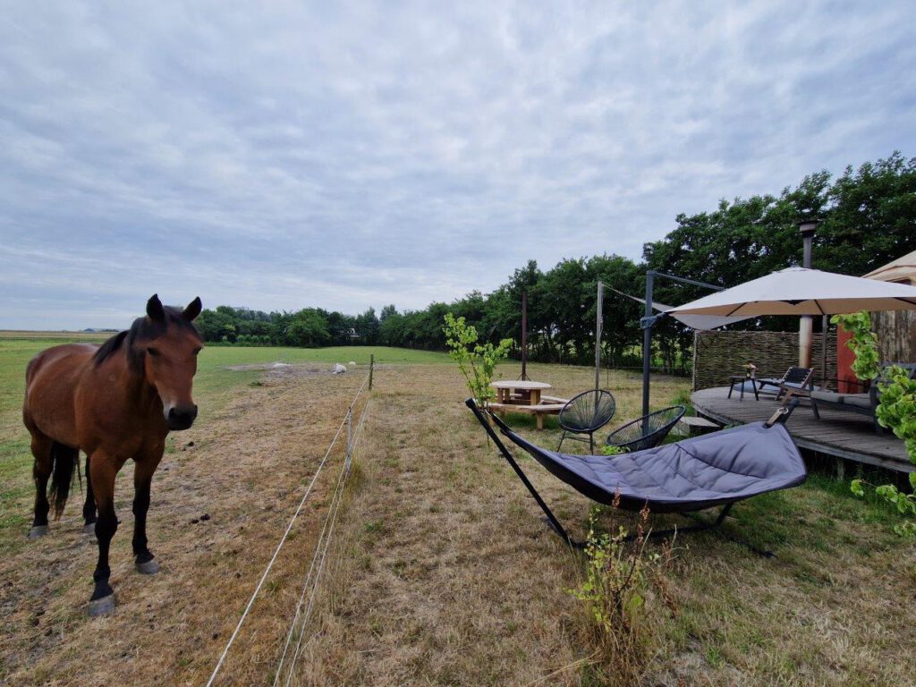 Paard bij yurt in Noord-Holland