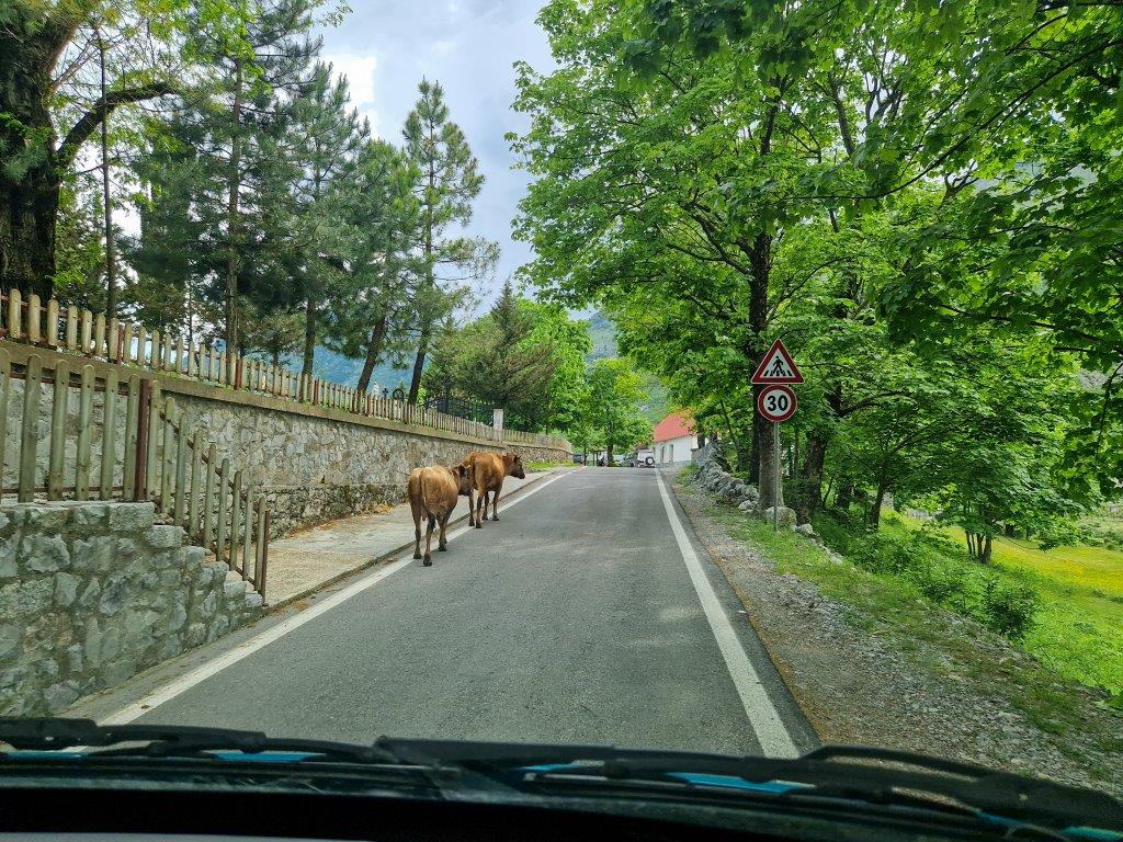 Koeien op de weg naar Theth