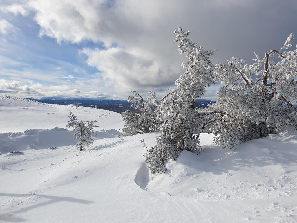 Besneeuwde bomen tijdens een vakantie Fins Lapland Levi