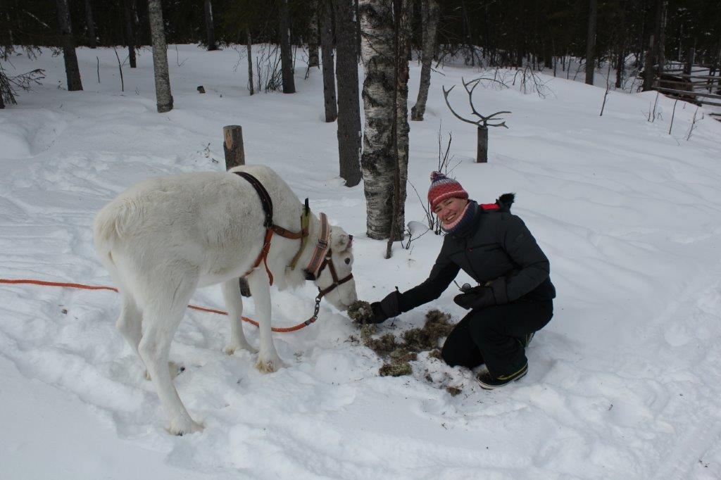 Rendier voeren in Fins Lapland