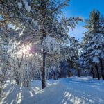 Bomen met sneeuw en zonlicht tijdens low budget wintersport Geilo Noorwegen
