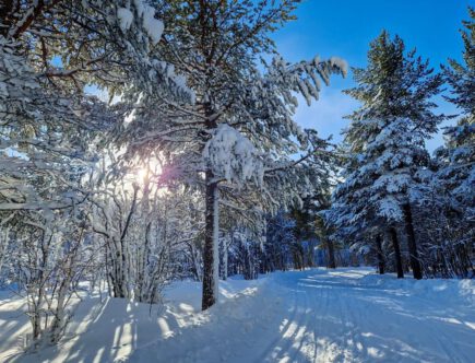 Bomen met sneeuw en zonlicht tijdens low budget wintersport Geilo Noorwegen