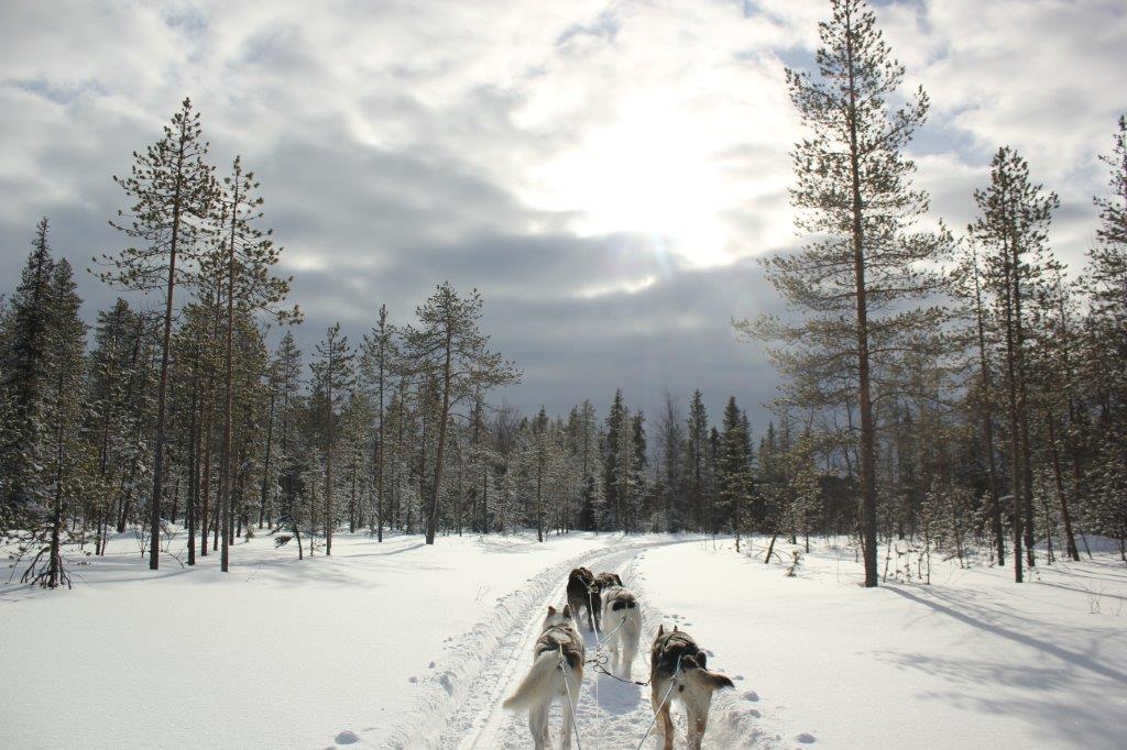 Huskysafari in Fins Lapland niet Noorwegen